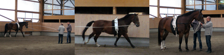 Longierkurs mit Rainer Hilbt