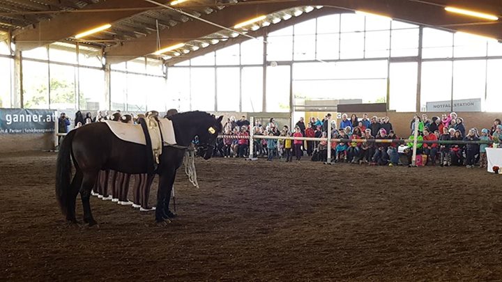 Feria Lauterach 3 auf Graubart